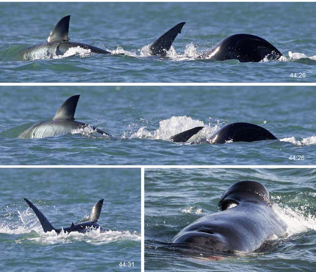 Una orca derribando a un gran tiburón blanco.
