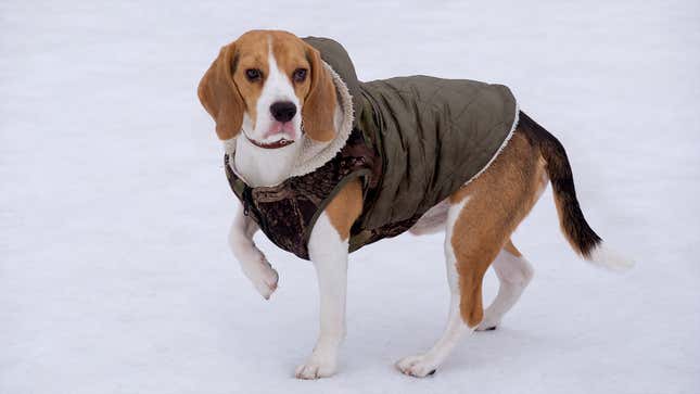 Image for article titled Neglected Dog Always Wearing Same Clothes