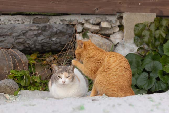 One cat appears to whisper to another.