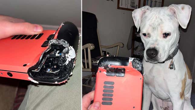 An image shows two photos of a damage Steam Deck and the cute white puppy who did it. 