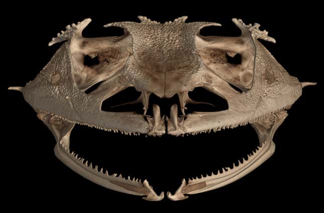 A upfront view of the Solomon Island leaf frog (Cornufer guentheri)