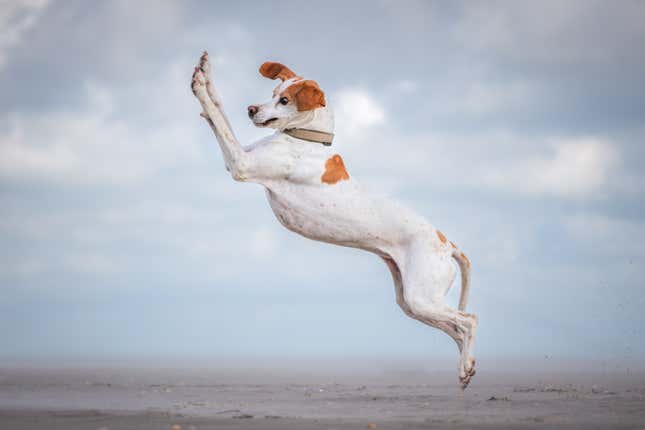 A dog airborne on a beach.
