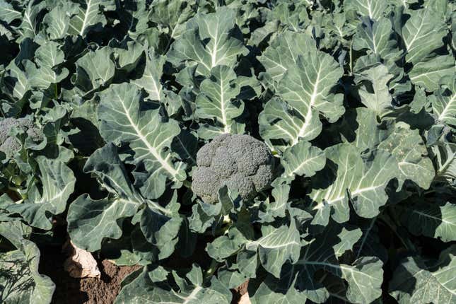 Broccoli growing on a farm in the desert near Yuma, Arizona.