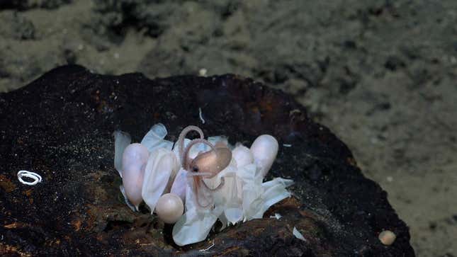 Image for article titled See a Newly Discovered Deep-Sea Octopus and Its Adorable Alien Children