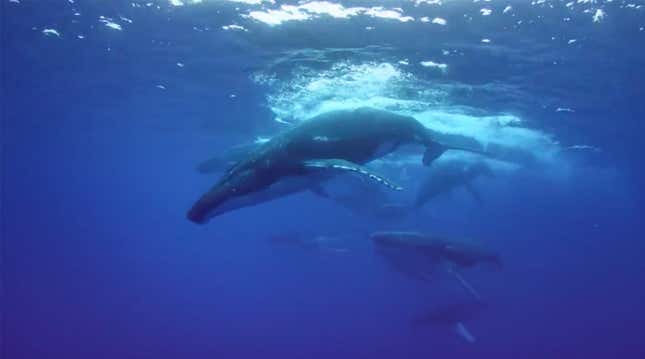 Image for article titled What The Loneliest Whale Tells Us About Ourselves