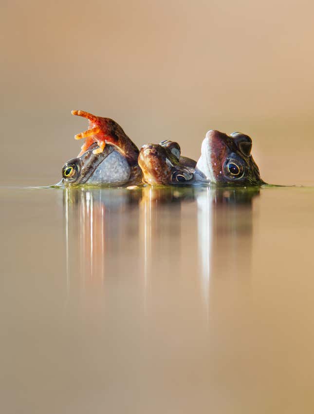 Male frogs compete for the attention of a female.