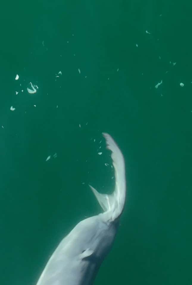 Köpekbalığının arka kısmı beyaz tabakanın bir kısmını döküyor.