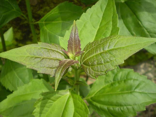 A weed with pointy leaves that branch in pairs