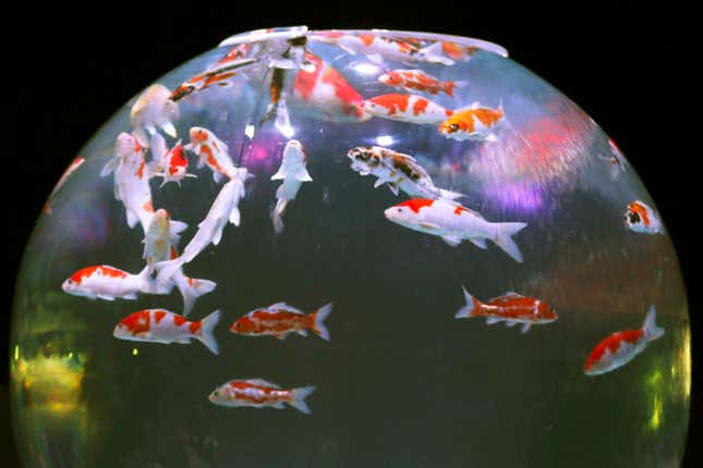 FILE - Goldfish and carp swim in a spherical water tank at an art aquarium exhibition in Tokyo on July 12, 2014. In recent years, koi have become hugely popular in Asia, with exports doubling over the past decade. One-fifth of the koi exported from Japan are shipped to China. But Beijing let expire a contract for the required quarantine of the fish, effectively halting the country&#39;s import of koi from Japan and further souring the two rivals&#39; relations. (AP Photo/Koji Sasahara, File)