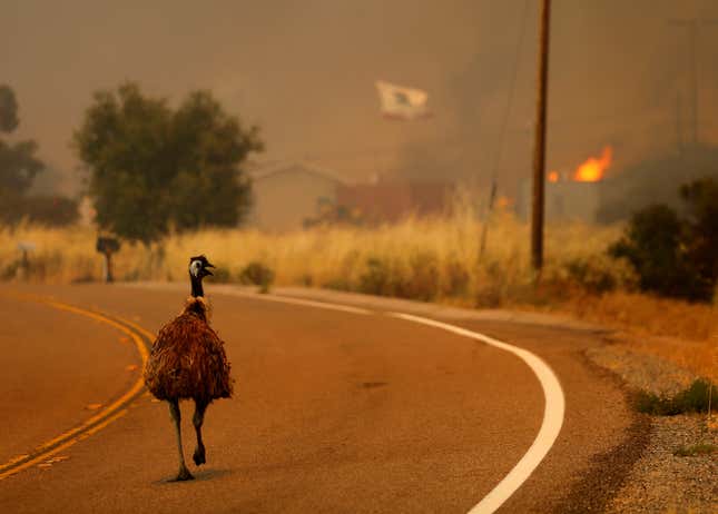 Running to escape the approaching wildfire near Potrero, California, June 20. (Reuters/Mike Blake)