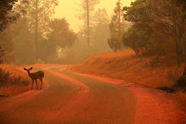  deer stands on a road covered with fire retardant as the Carr Fire burns in the area on July 28, 2018 near Redding, California