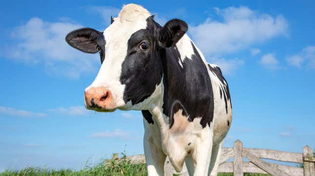 An adult black and white cow.