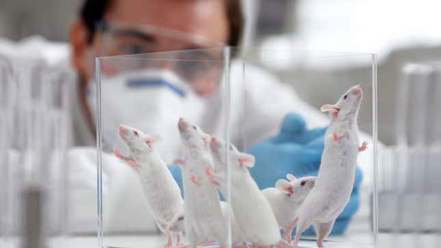 Image for article titled Scientists Successfully Teach Mice To Hate Women