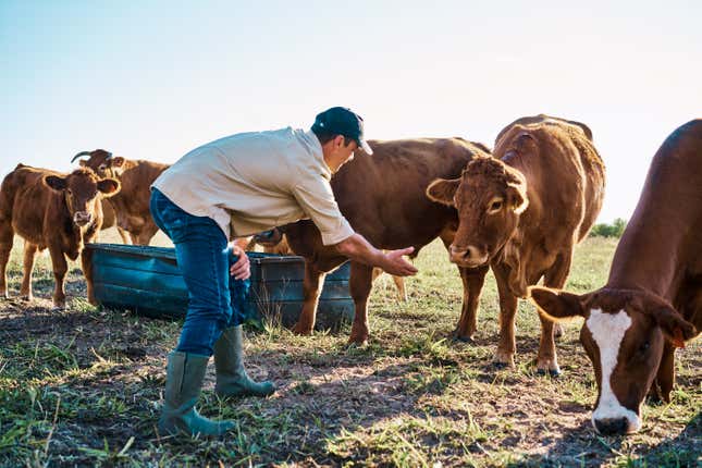 Cattle farmer feeding a herd of cows on a sunny day