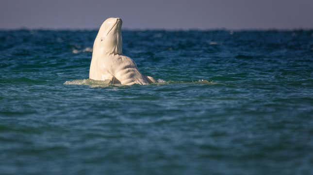 Image for article titled Why Is This Beluga Whale So Ripped?