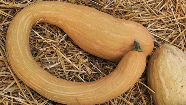 tromboncino squash