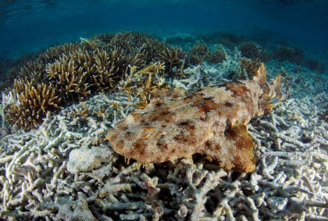 A wobbegong shark, camouflaged amidst some coral.