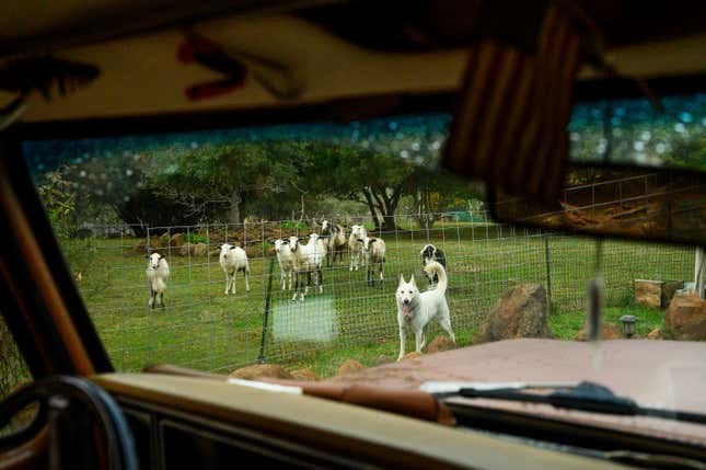 Max the dog and farm animals watch as Don Criswell drives through his ranch, Wednesday, Oct. 25, 2023, in Paradise, Calif. Criswell and his wife fought to save structures as the Camp Fire tore through their ranch in 2018. (AP Photo/Noah Berger)