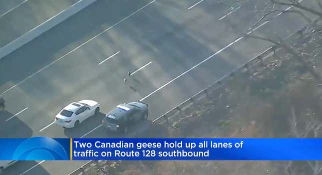 Image for article titled Persistent Geese Blocking Traffic Run Afoul of Massachusetts Police