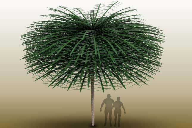 Illustration of specimen (with simplified leaves), human silhouettes for scale.