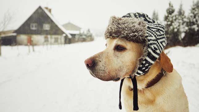 puedo sacar a mi perro a la nieve