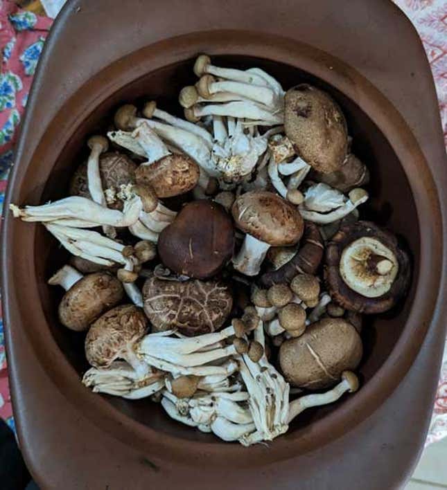 Image for article titled Make Mushroom Garum Today and Use It on Everything This Thanksgiving