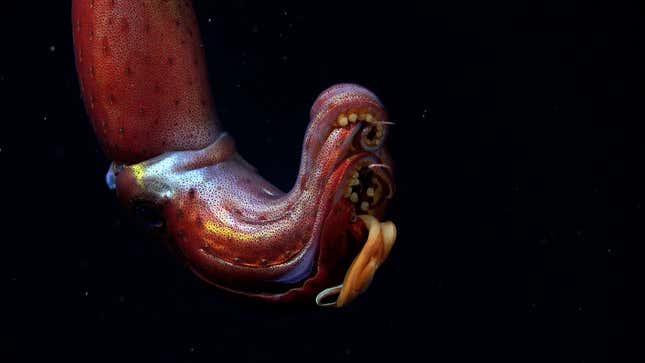 A strawberry squid documented by the ROV SuBastian.