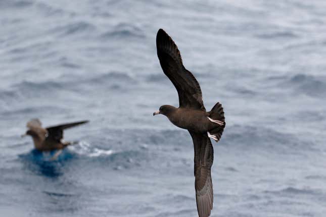 The flesh-footed shearwater, whose feet don't look like all people's flesh.