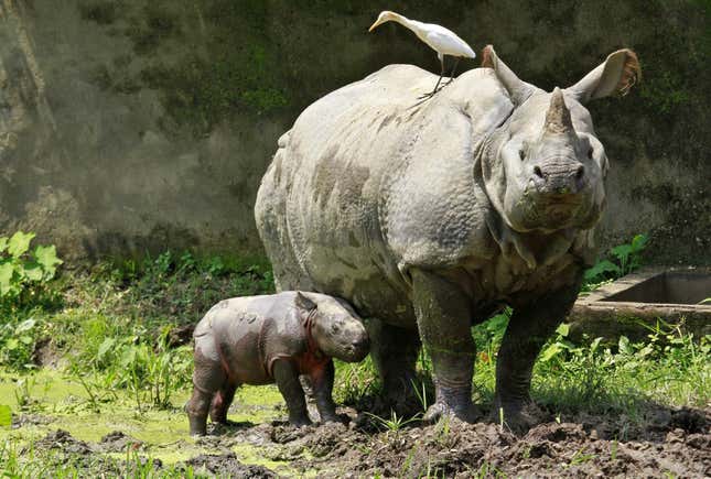 A one-horned rhino with her baby rhino.