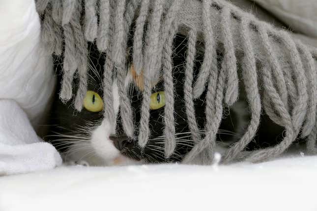 A cat peers out from behind some tassels.