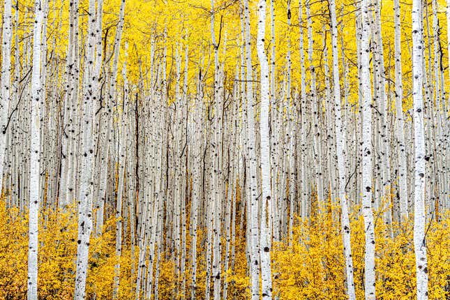 Un bosque de álamos .