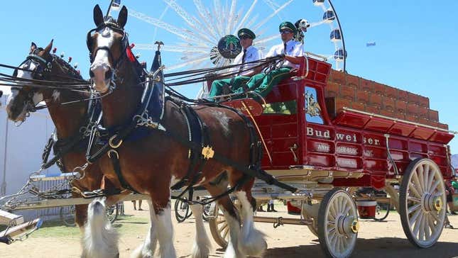 Budweiser Clydesdales