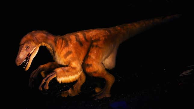A Deinonychus model.
