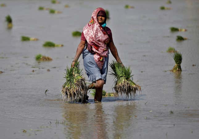 Image for article titled 🌏 India’s rice ban