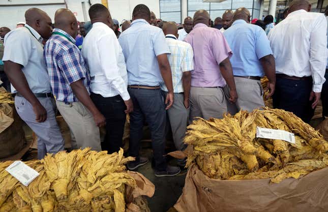 Tobacco auctioneers inspect tobacco leaves during the opening of the tobacco selling season in Harare, Zimbabwe, Wednesday, March 13, 2024. Zimbabwe one of the worlds largest tobacco producers, on Wednesday opened its tobacco selling season. Officials and farmers said harvests and the quality of the crop declined due to a drought blamed on climate change and worsened by the El Niño weather phenomenon.(AP Photo/Tsvangirayi Mukwazhi)