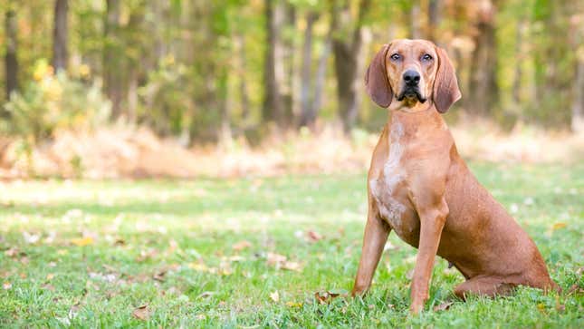 A redbone coonhound.