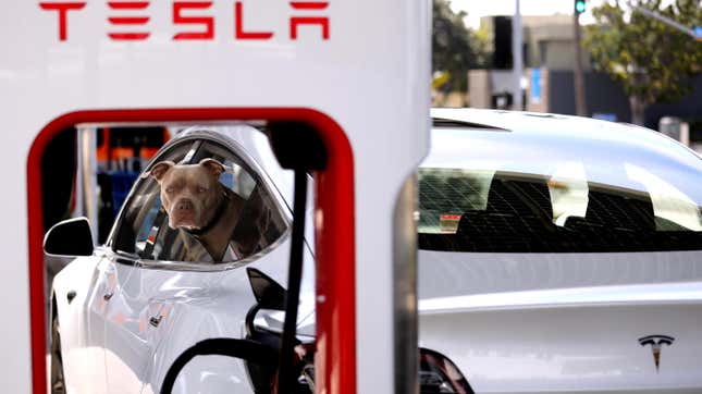 A photo of a dog looking out the window of a White TEsla Model 3 that's charging at a Supercharger