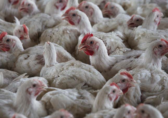 Chickens on a chicken farm in Lichtenburg, South Africa, Thursday, March 23, 2023. South Africa has culled nearly 2.5 million chickens in an effort to contain outbreaks of two separate strains of avian influenza that have threatened to create a shortage of eggs for consumers and are hitting an industry already struggling because of the country&#39;s electricity supply crisis, the government said on Tuesday Oct. 3, 2023. (AP Photo/Denis Farrell)