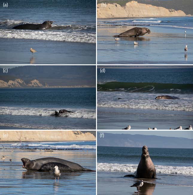 Imagen para el artículo titulado Una foca elefante macho salva a un cachorro que se estaba ahogando en un raro acto de heroísmo intraespecie