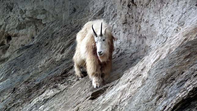 File photo of a mountain goat in Yoho National Park. 