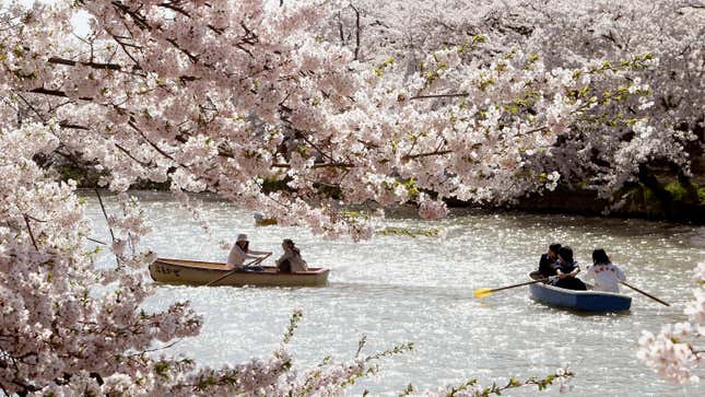 People in row boats on a river observing the cherry blossoms on the banks. 