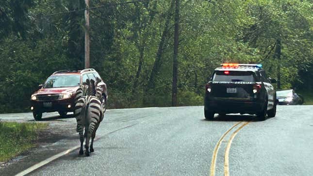 Image for article titled Zebra Gang Escape Petting Zoo With Daring Interstate Run, One Still On The Lam