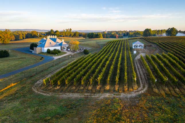 Image de l'article intitulé L’avenir du vin américain pourrait bien être en Virginie