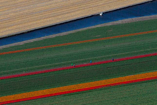 Image for article titled The soothing, hypnotic colors of tulip season, seen from above