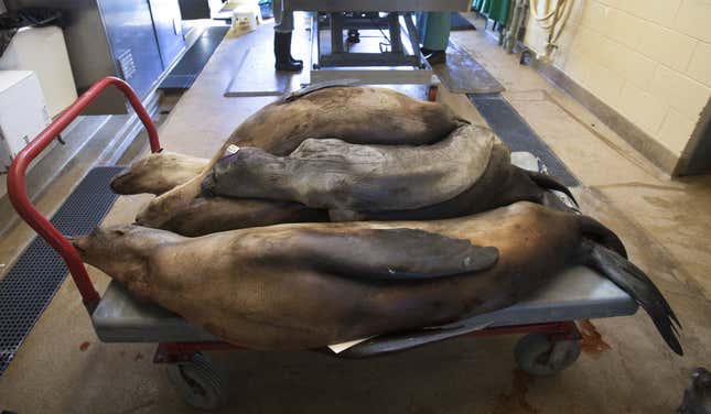 epa04736360 (10/20) A cart of deceased malnourished and dehydrated sea lions that had been stranded along the northern California coast, await their turn for necropsy at the Marine Mammal Center in Sausolito, California, USA, 07 April 2015. Wildlife services in California are being pushed to their limits this year. Since January 2015, every month has set a record in sea lion 'strandings', mostly sea lion pups, according to the National Oceanic and Atmospheric Administration. EPA/PETER DASILVA PLEASE REFER TO ADVISORY NOTICE (epa04736350) FOR FULL FEATURE TEXT
