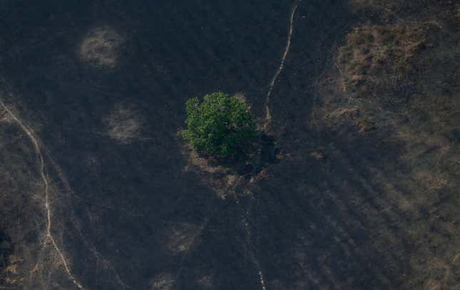 A tree spared in a fire is seen in Porto Velho on Aug 29.
