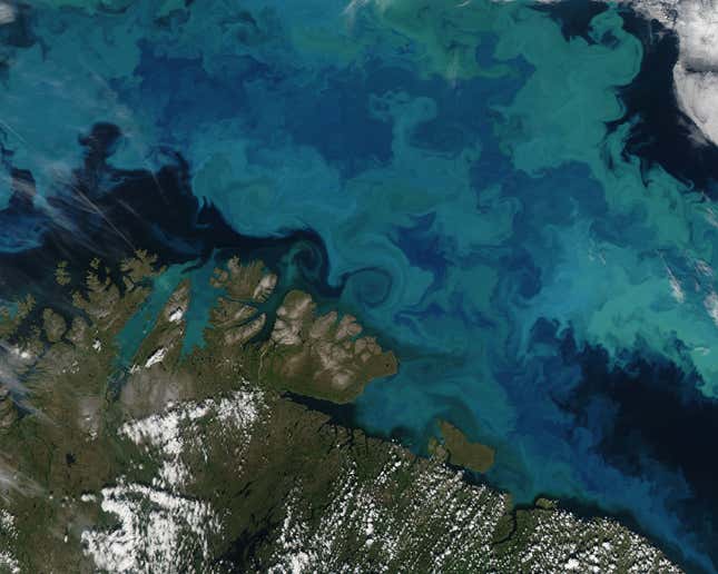 Image for article titled The surreal swirls of ocean plankton blooms, seen from space
