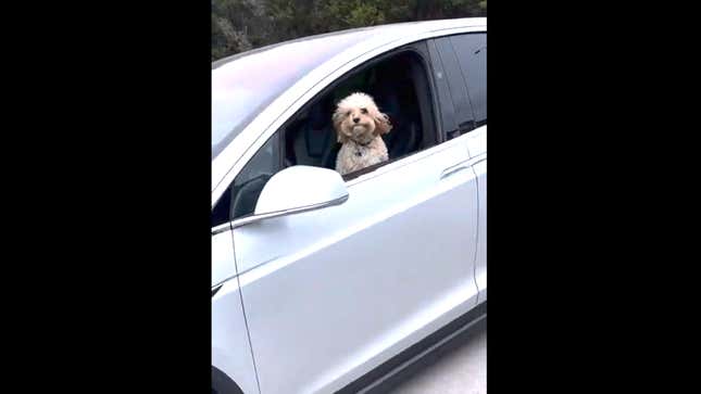 Look! I’m driving a car! I’m people too!