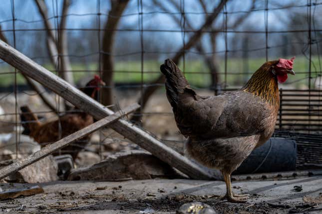 Image for article titled At least 4 more farm workers have bird flu