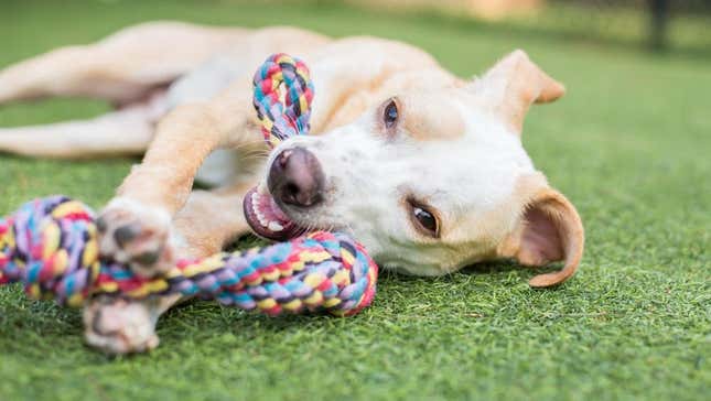 Dog chewing rope toy on patio